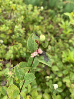 The stem of a plant with four small flowers and a single light green round berry at the tip of the stem. The flower are white on the inside of the petals and pink on the outside. A few tiny pink and green buds are peaking out to the side of the flowers. Broad but small green leaves line the brown stem in an alternating pattern. Two of the leaves have brown spots. Water droplets can be seen coating all the leaves.