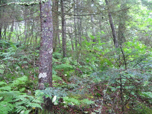 GRSM Accuracy Assessment. Plot Code: GRSM_AA_0157_6