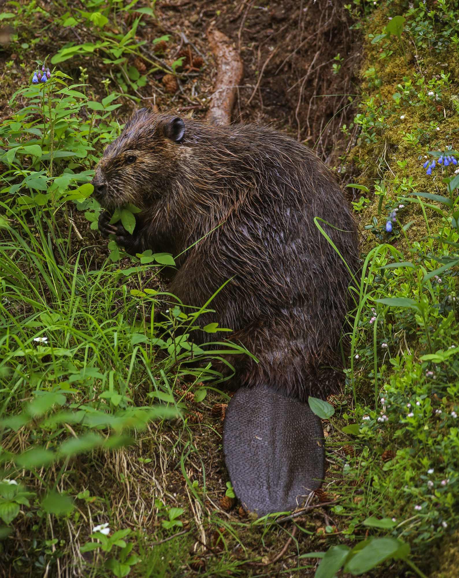 a beaver eating plants