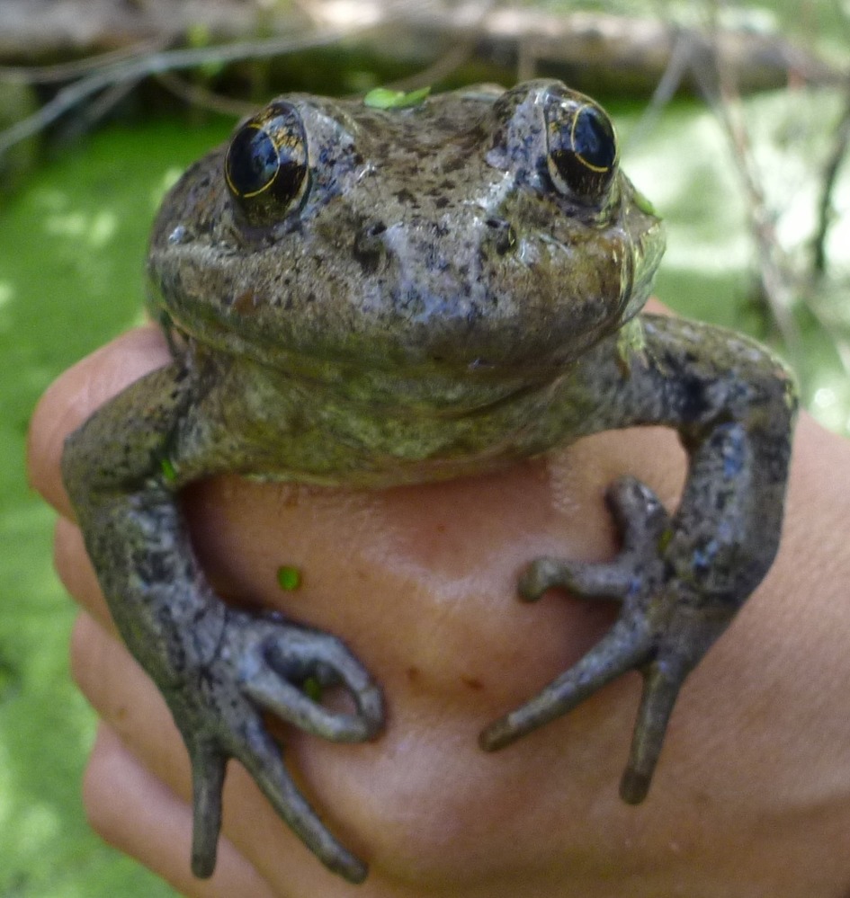 California red-legged frog