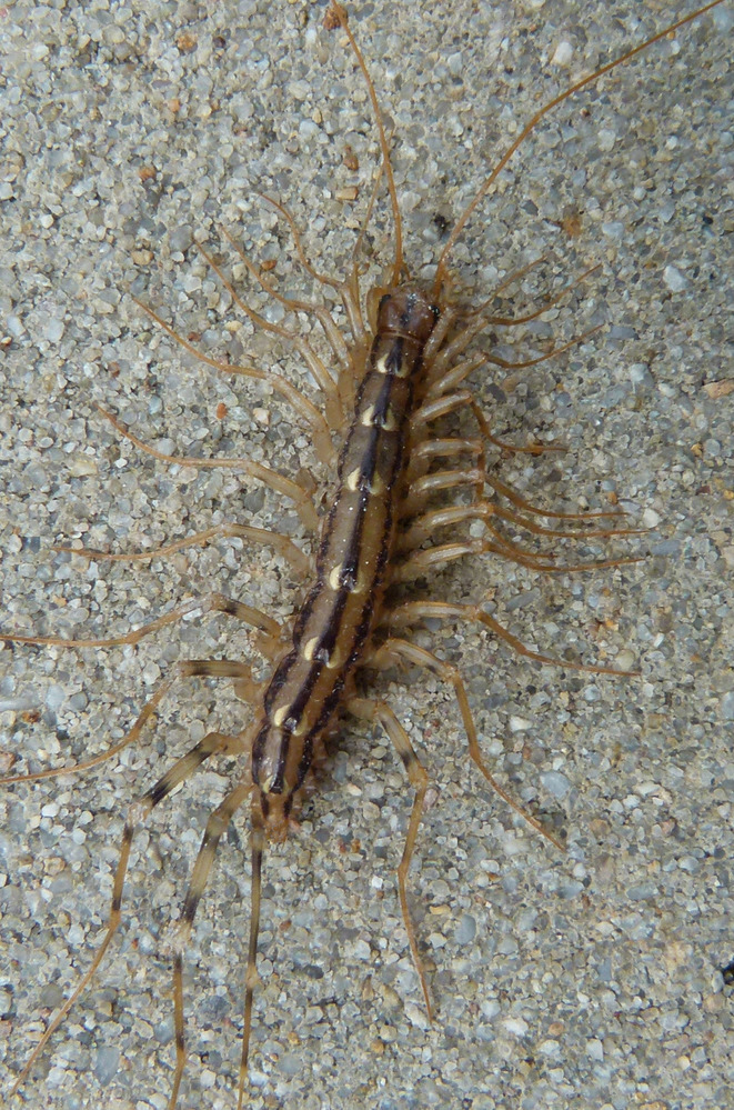 House Centipede