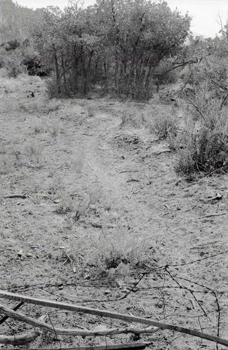 BW photo of the 1937 grazing study 35MM.
