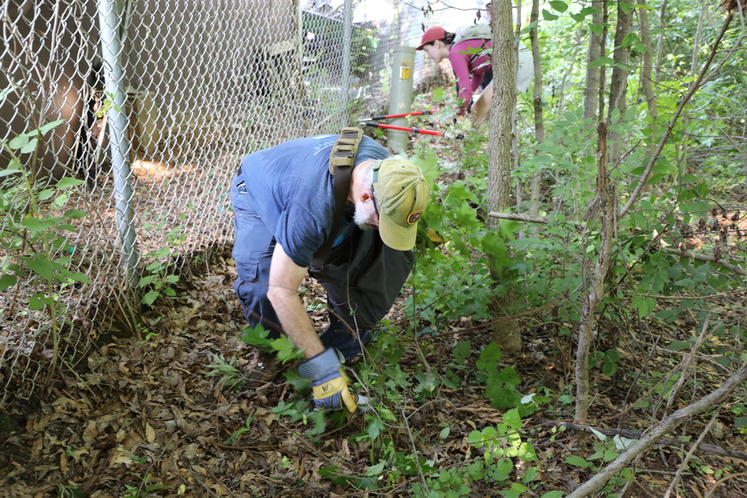 A man in a blue shirt, dark pants, yellow gloves, and a tan cap bends over to cut weeds and brush from the ground next to a chain-link fence. Behind him and to the right, another person in a reddish shirt and dark pants uses long-handled clippers to trim brush.