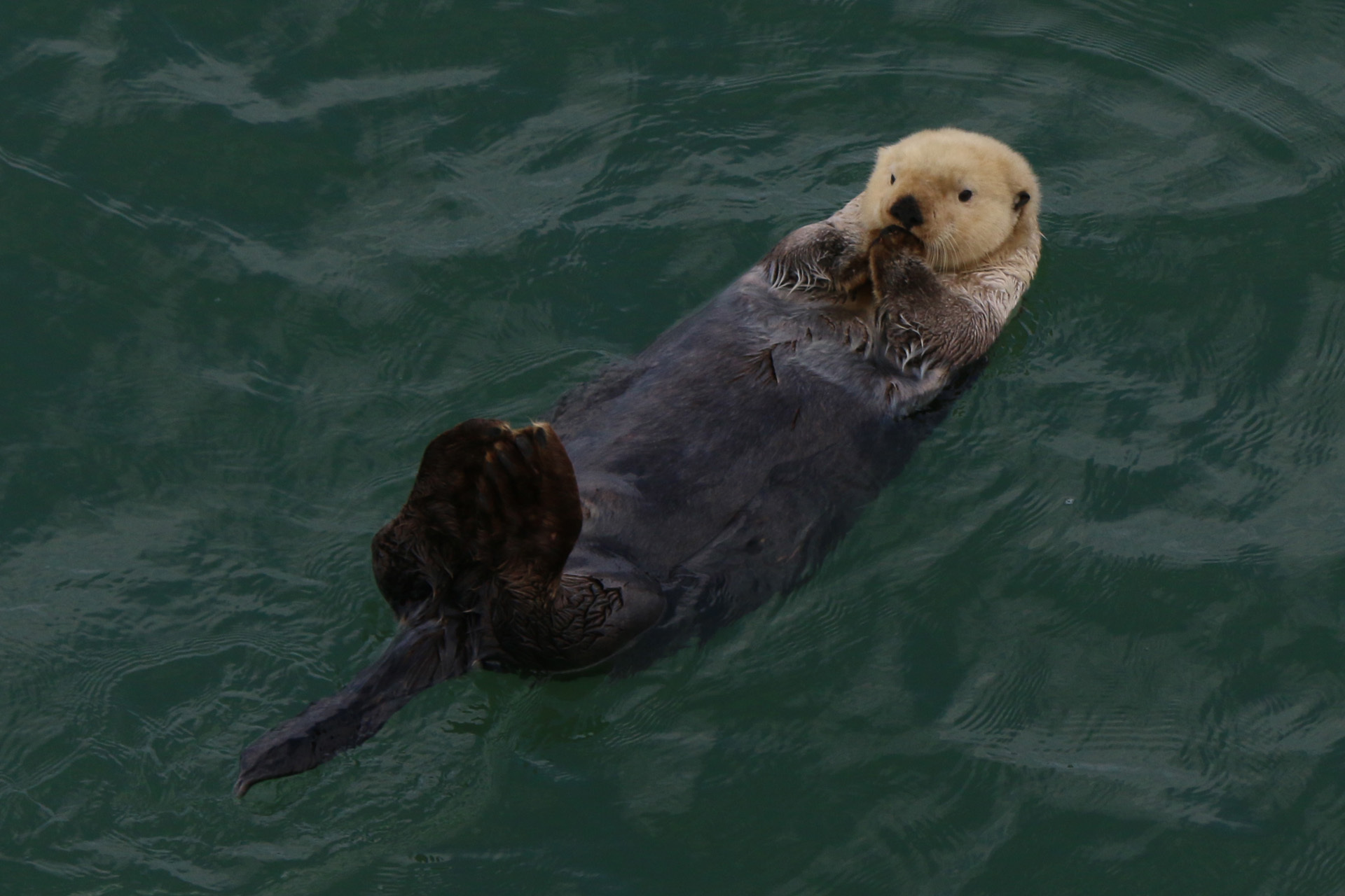 A sea otter floats on it's back in teal ocean water