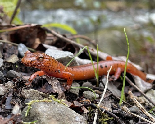 An orange salamander with small black dots sitting on leaf litter and rocks.