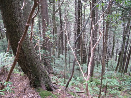 GRSM Accuracy Assessment. Plot Code: GRSM_AA_0805_6