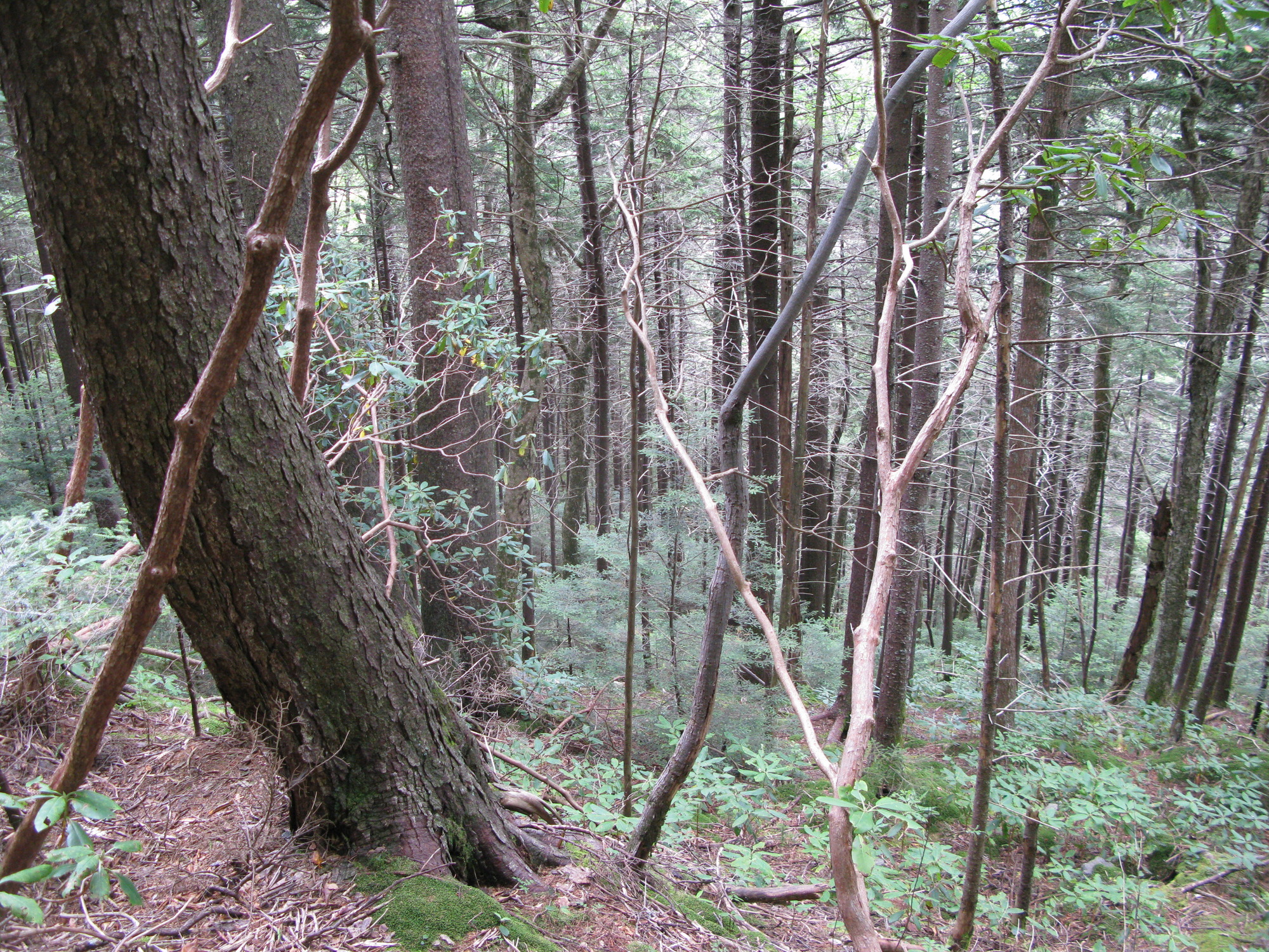 GRSM Accuracy Assessment. Plot Code: GRSM_AA_0805_6