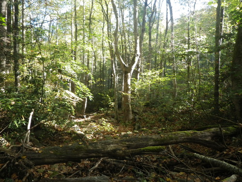 GRSM Accuracy Assessment. Plot Code: GRSM_AA_0246_6