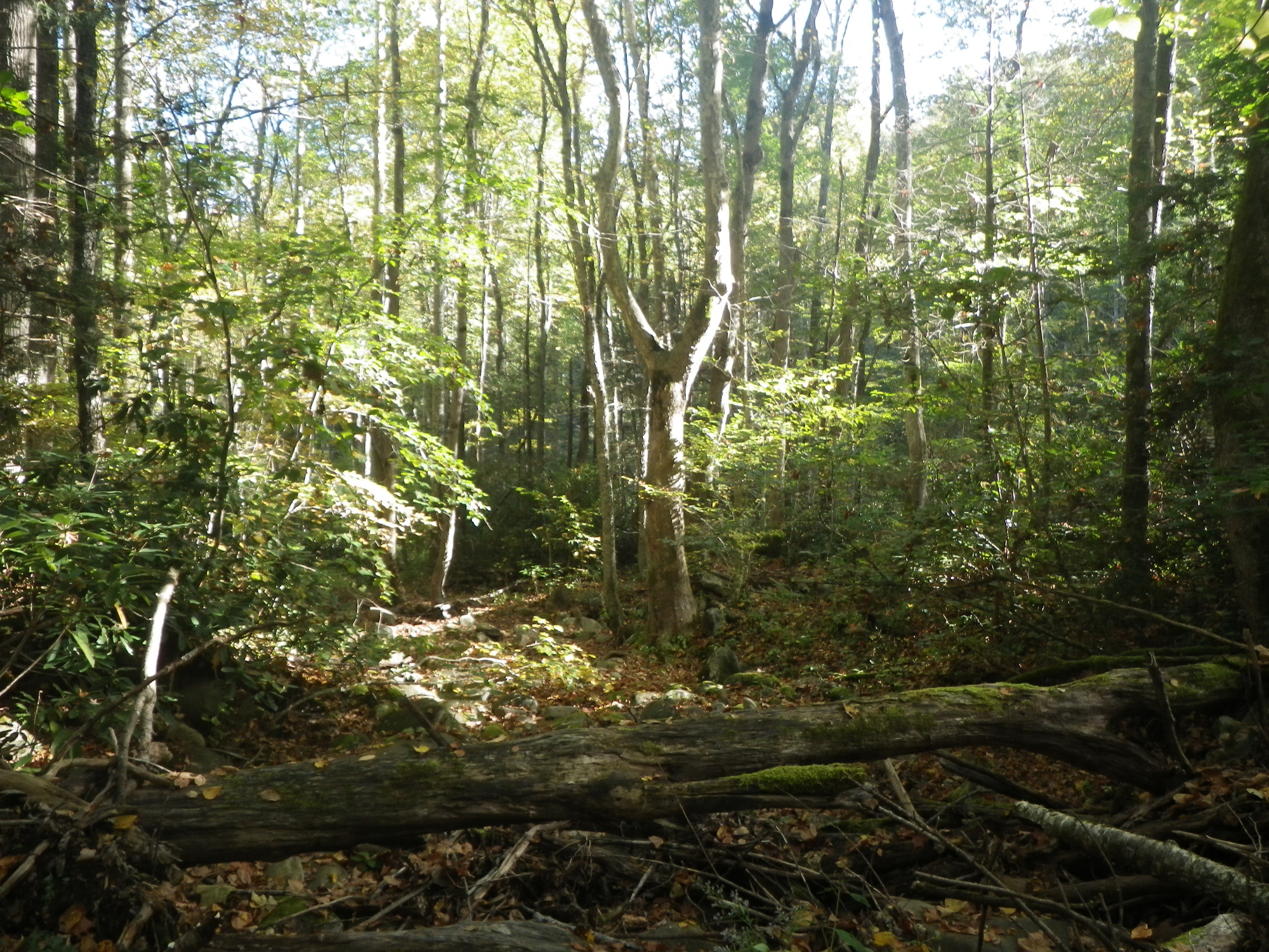 GRSM Accuracy Assessment. Plot Code: GRSM_AA_0246_6