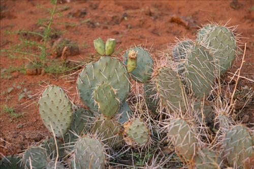 Canyon de Chelly National Monument -- Vegetation