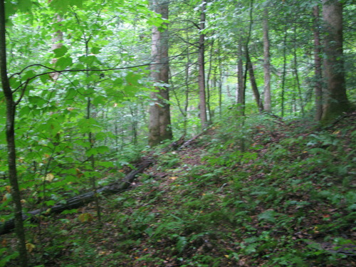 GRSM Accuracy Assessment. Plot Code: GRSM_AA_0031_6