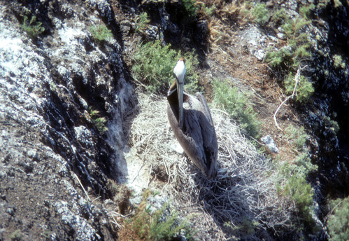 Brown Pelican on Nest