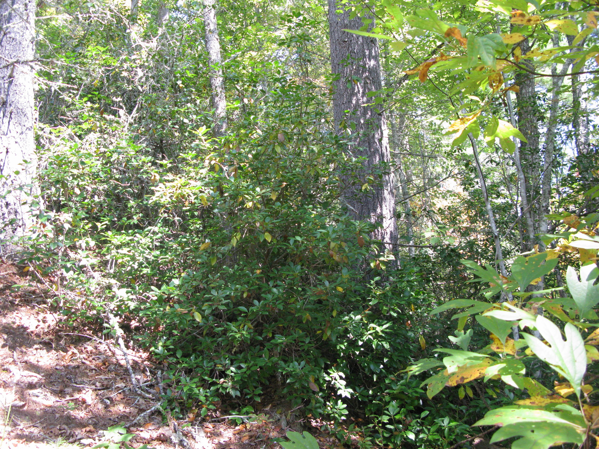 GRSM Accuracy Assessment. Plot Code: GRSM_AA_0269_6