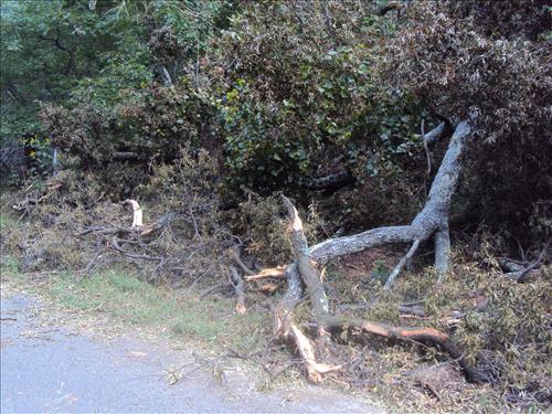 Brush weighing down fences in Oxon Cove Park, Oct. 2012