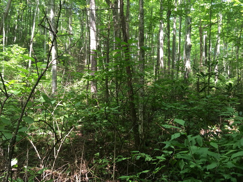 Plot Code: GRSM_AA_0654_6