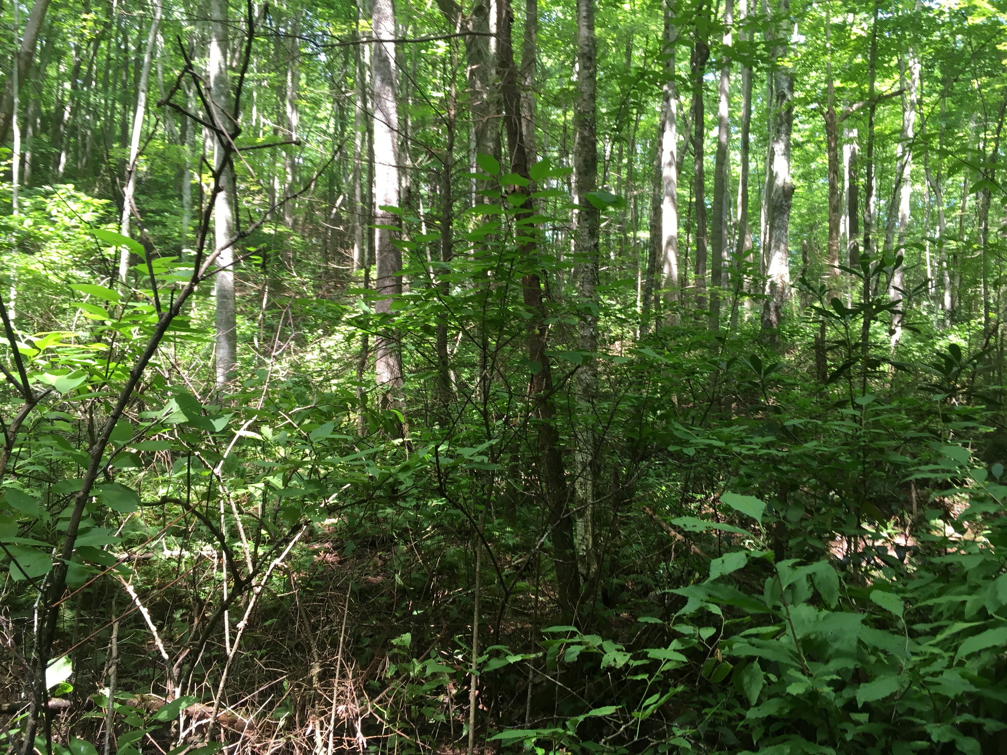 Plot Code: GRSM_AA_0654_6