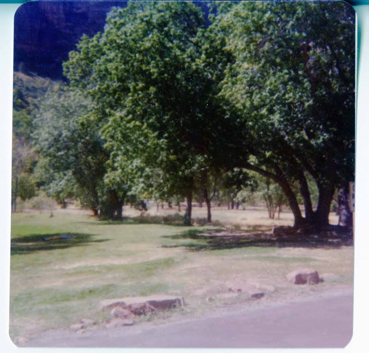 The grounds around the Zion Lodge.