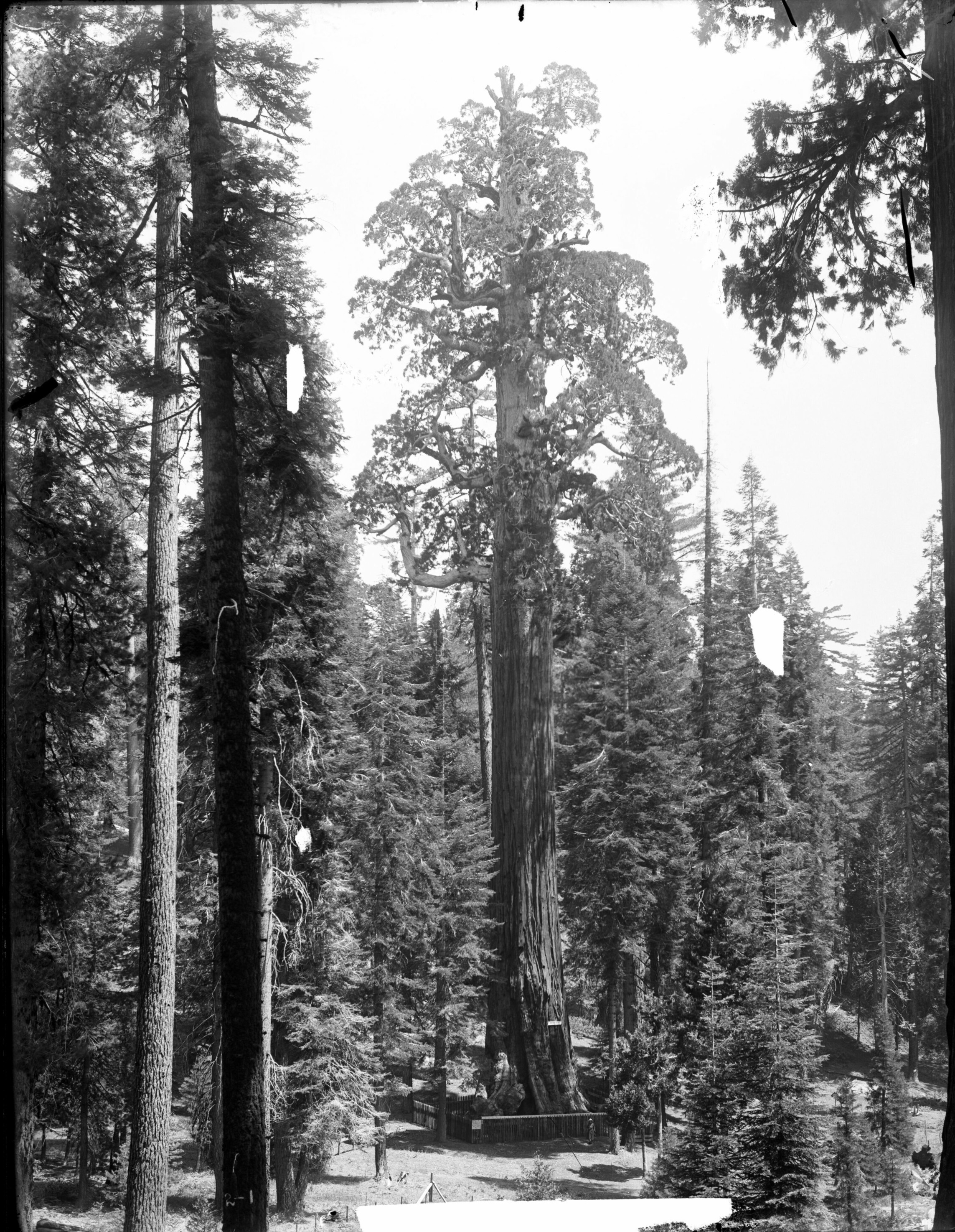 SEKI Roberts Collection Series: 1 Glass Plates; 3 Large glass plates; 13 Sequoias