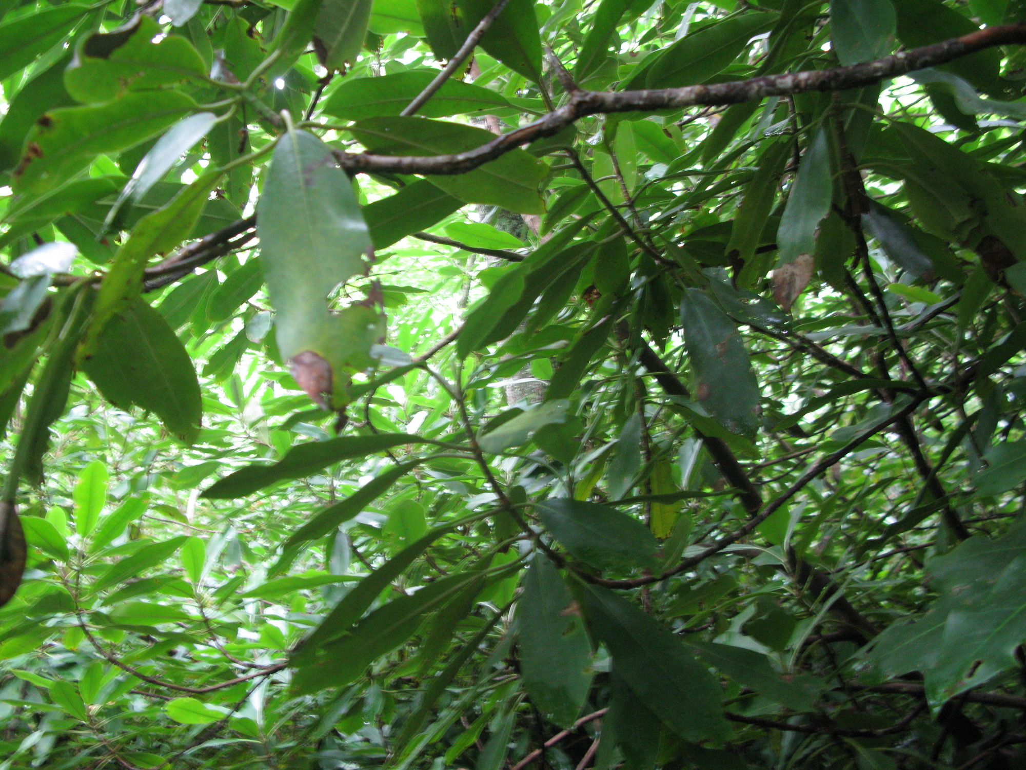 Plot Code: GRSM_AA_0549_2