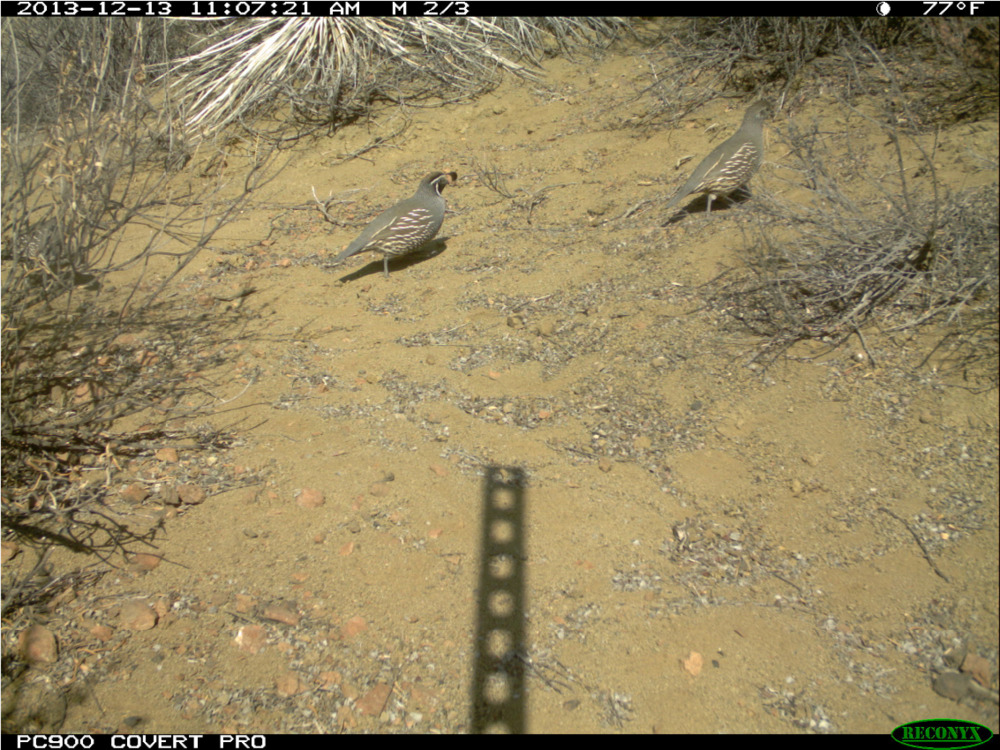 Remote Camera - CA Quail