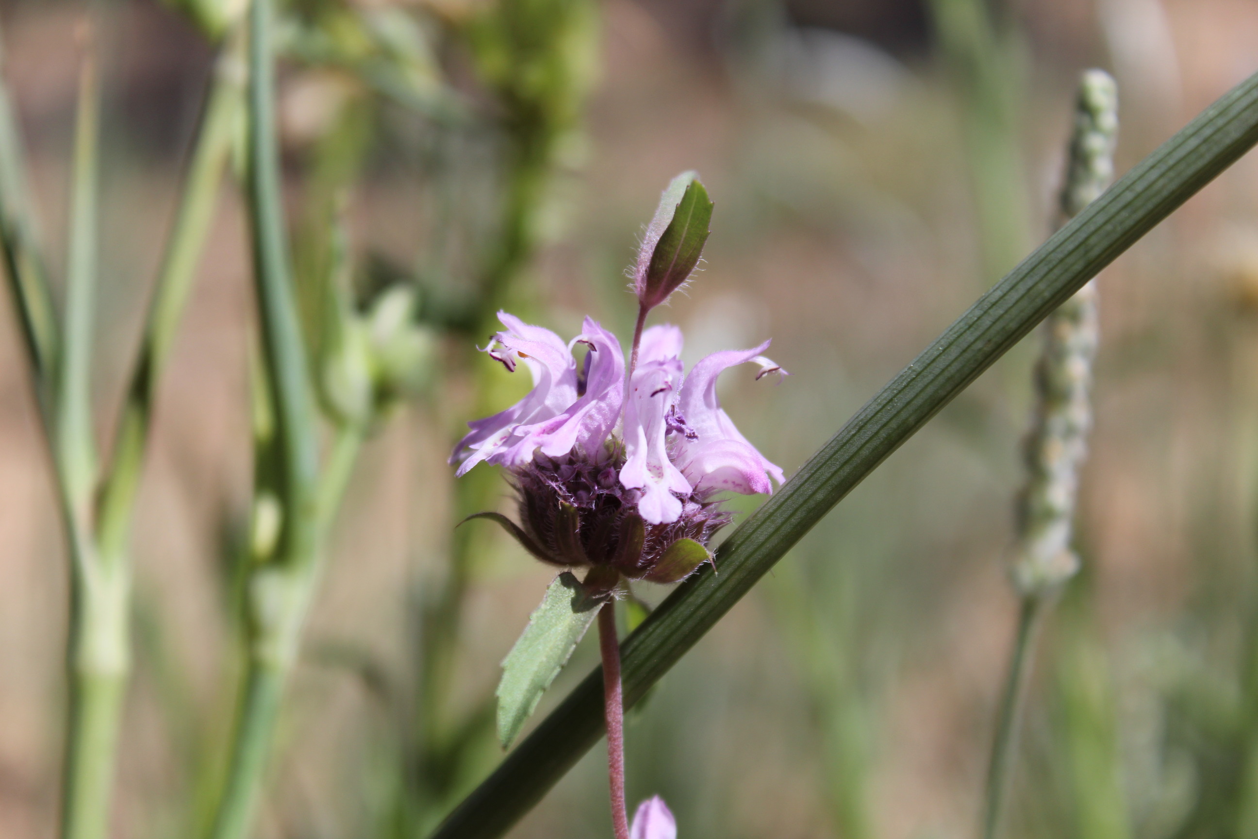 small bilateral purple flowers grow from a whorl.