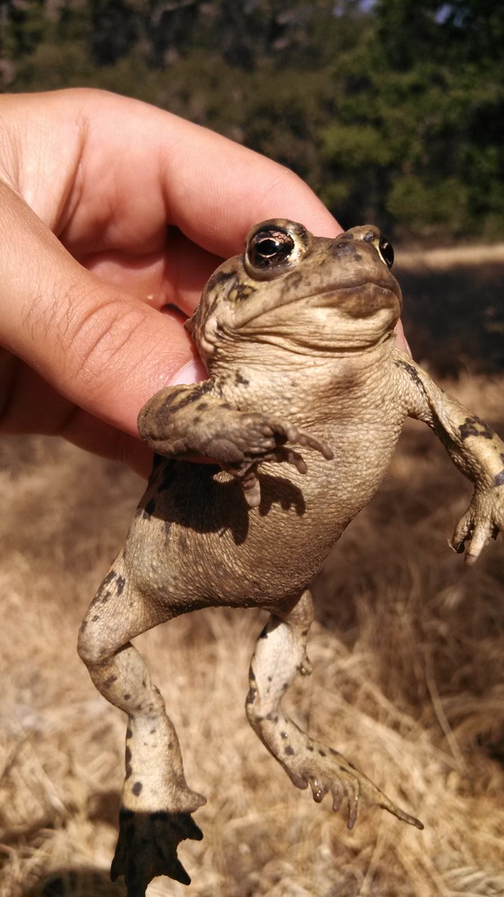 California Toad