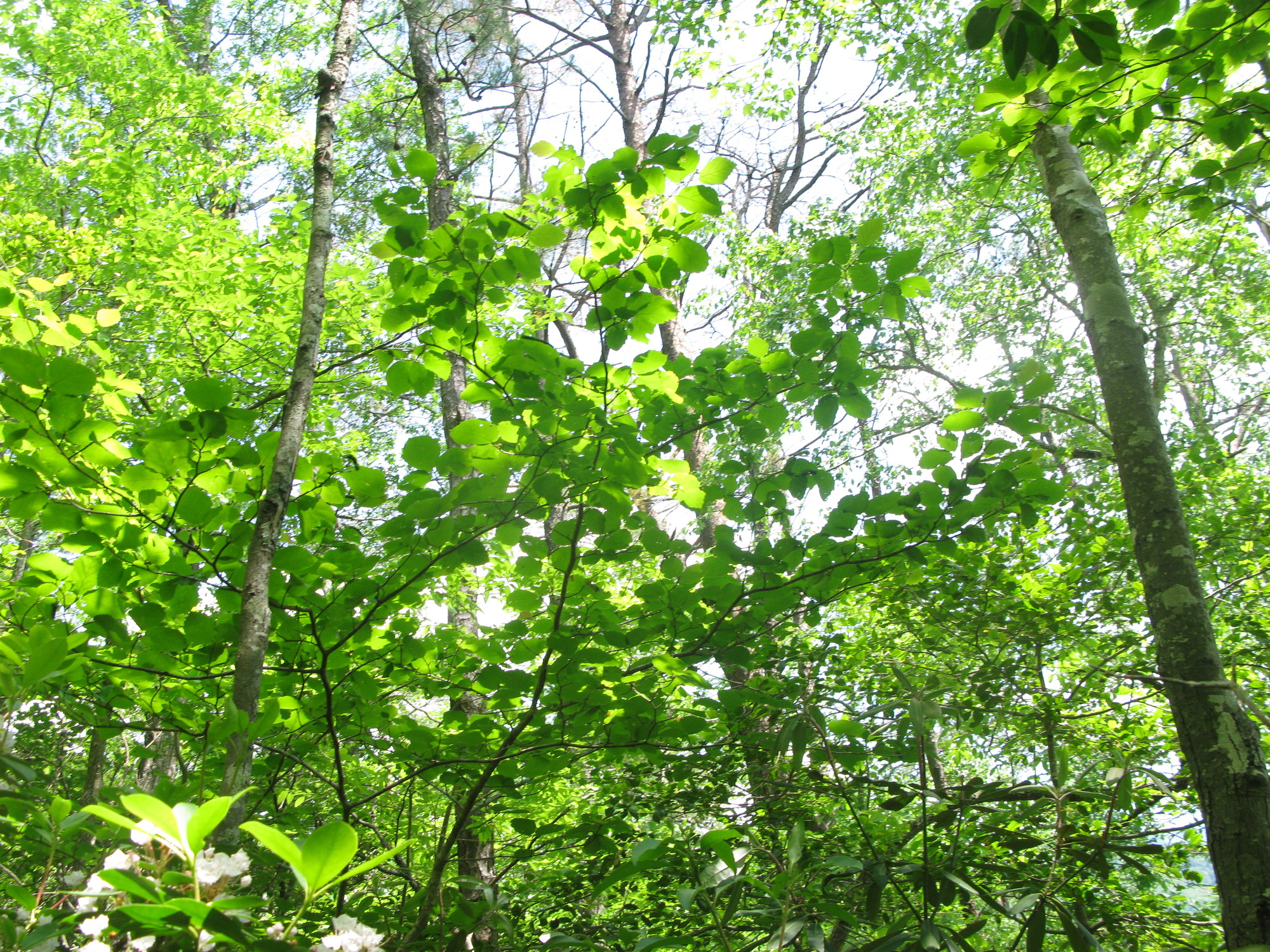 GRSM Accuracy Assessment. Plot Code: GRSM_AA_0784_6