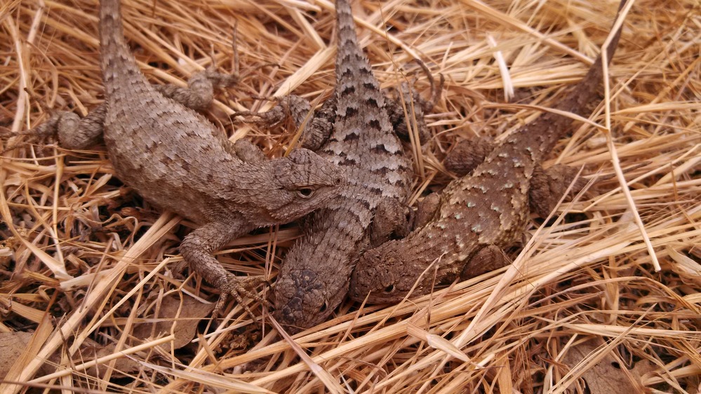 3 Western Side-Blotched Lizards