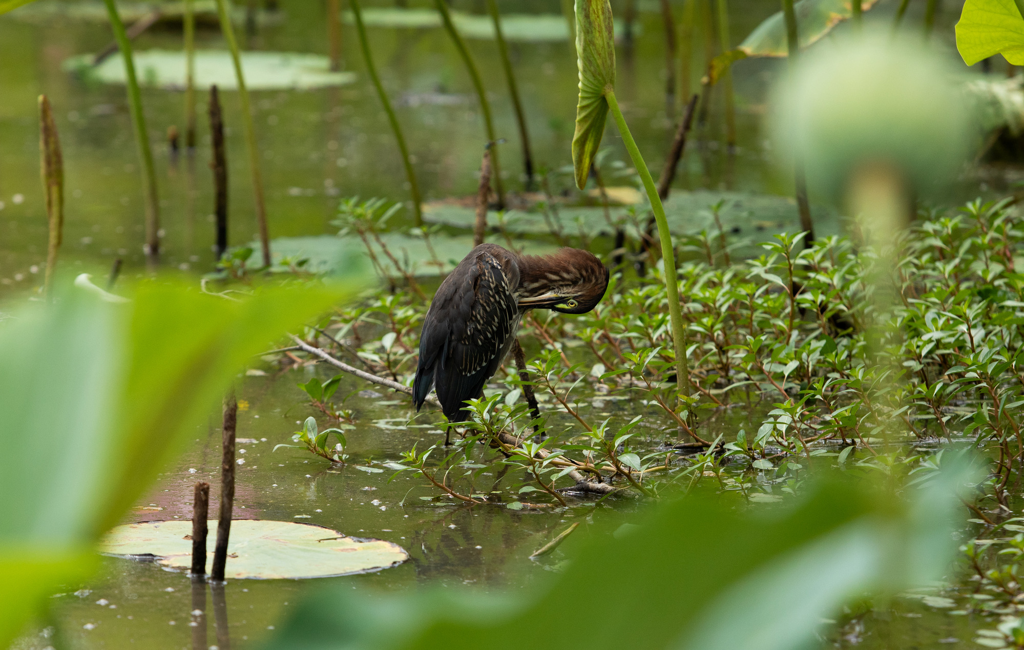A large bird stands in a tidal pool surrounded by green plants. 
