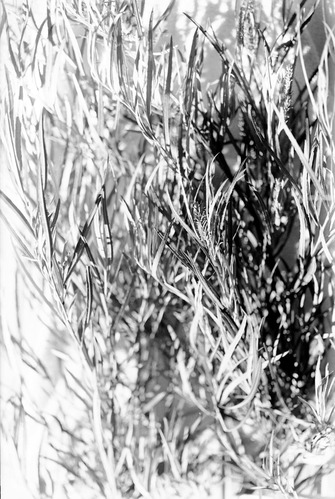 Leaves and branches of Salix exigua, narrowleaf willow.
