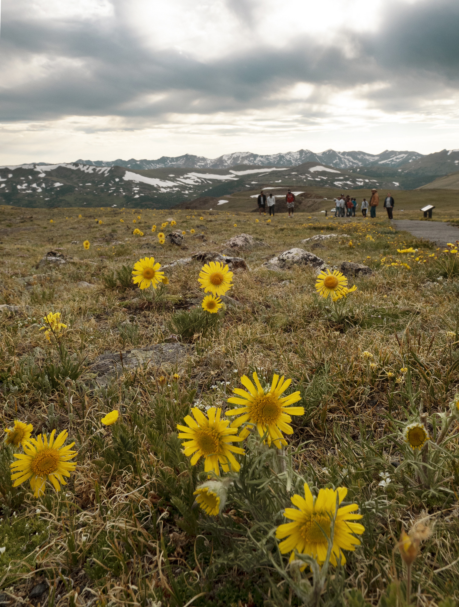 yellow flowers along the Tundra Communities Trail
