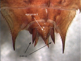 Dragonfly larvae with cerci at least half the length of the epiproct.