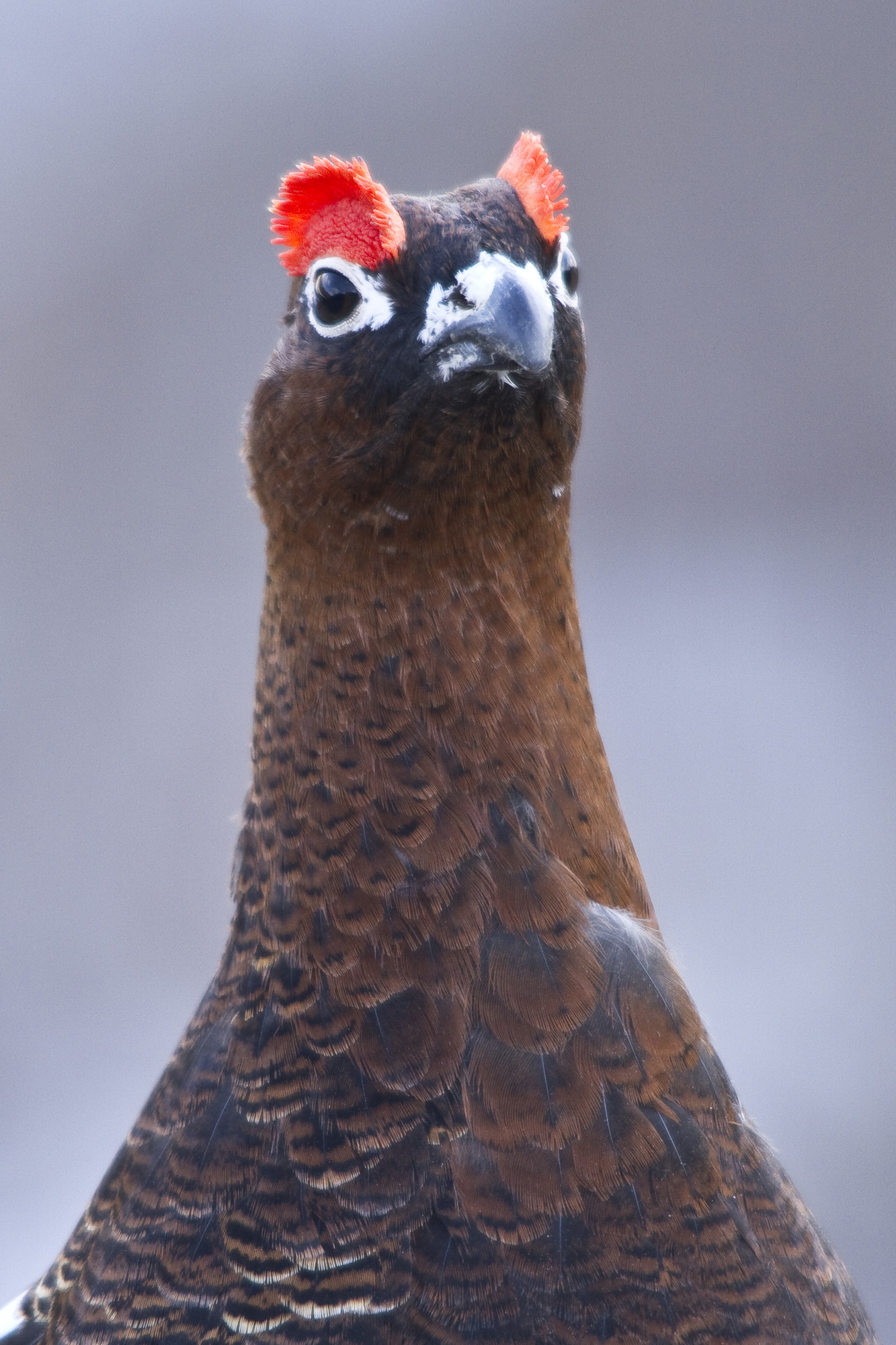 A male ptarmigan with red eye crests raised