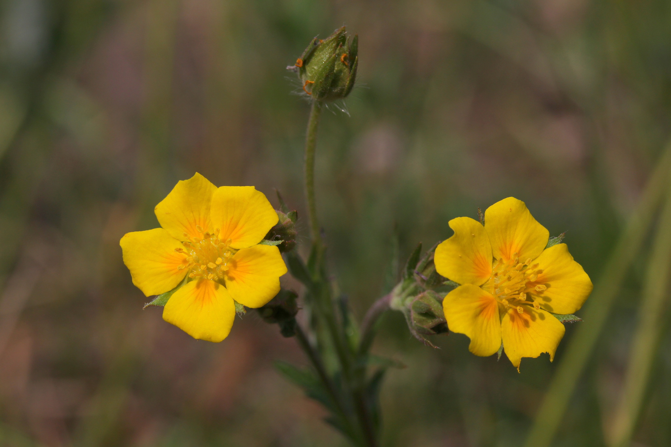 Potentilla gracilis, Beautiful cinquefoil