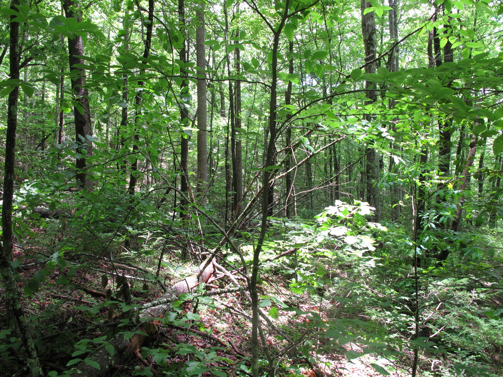 GRSM Accuracy Assessment. Plot Code: GRSM_AA_0663