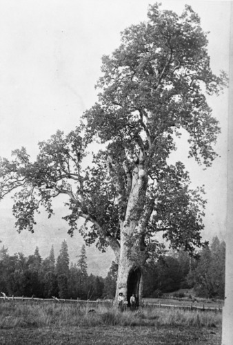 Copy Neg: April 2001, L. Radanovich. Large oak tree in Esham Valley (south of Grant Grove). Copied from the Frank Latta photo collection in the Yosemite Museum (Box 8, Oak-Giant file).