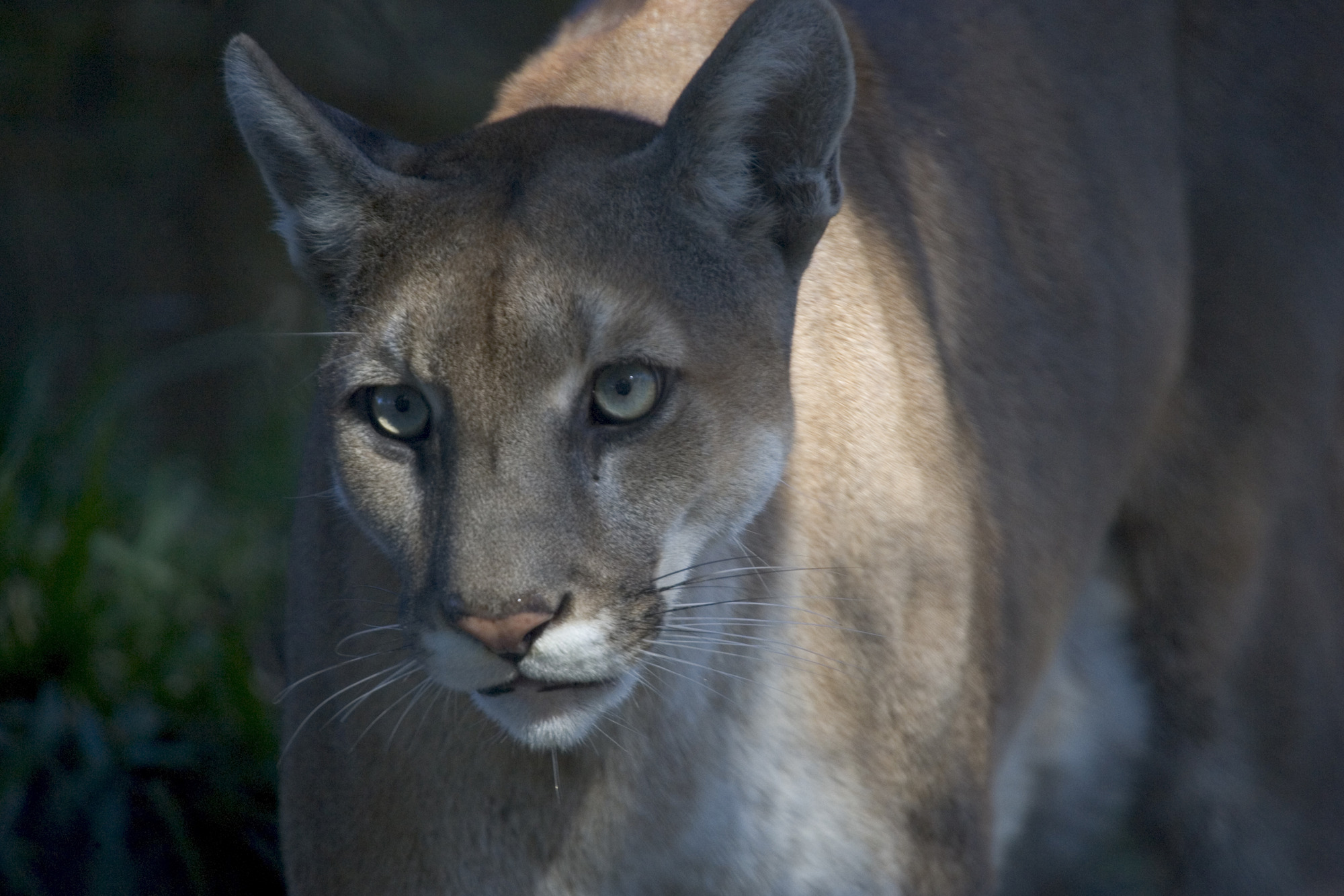 A Florida Panther stands still in a shaded area, looking ahead.