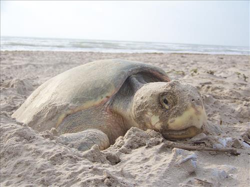 2010 Kemp's ridley sea turtle project at Padre Island National Seashore (for NRC)