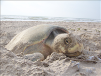 2010 Kemp's ridley sea turtle project at Padre Island National Seashore (for NRC). Kemps ridley nesting is increasing and 74 Kemps ridley nests were located at the park during 2010.  The public was invited to attend 23 hatchling releases in 2010 and more than 5,000 people attended.