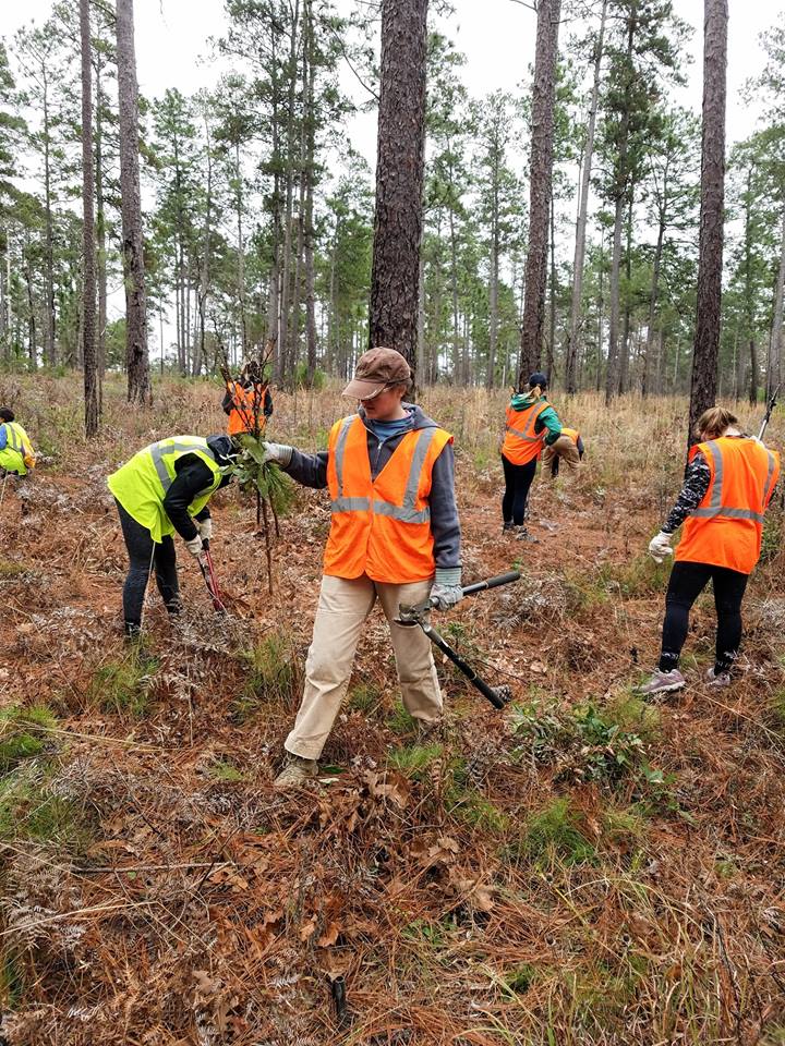 Six people clearing brush in a longleaf pine forest