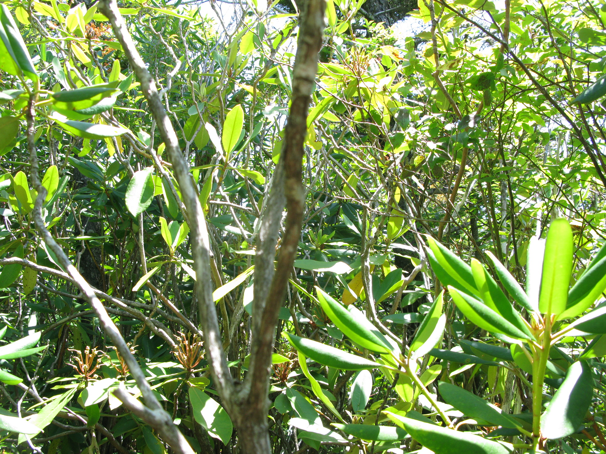 GRSM Accuracy Assessment. Plot Code: GRSM_AA_0871_3