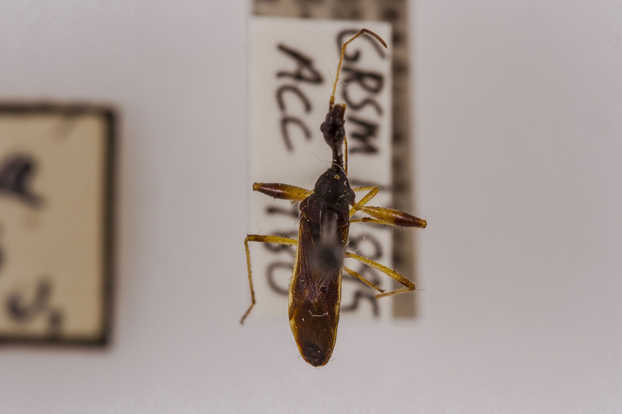 Image of Myodocha serripes, a species of Animalia