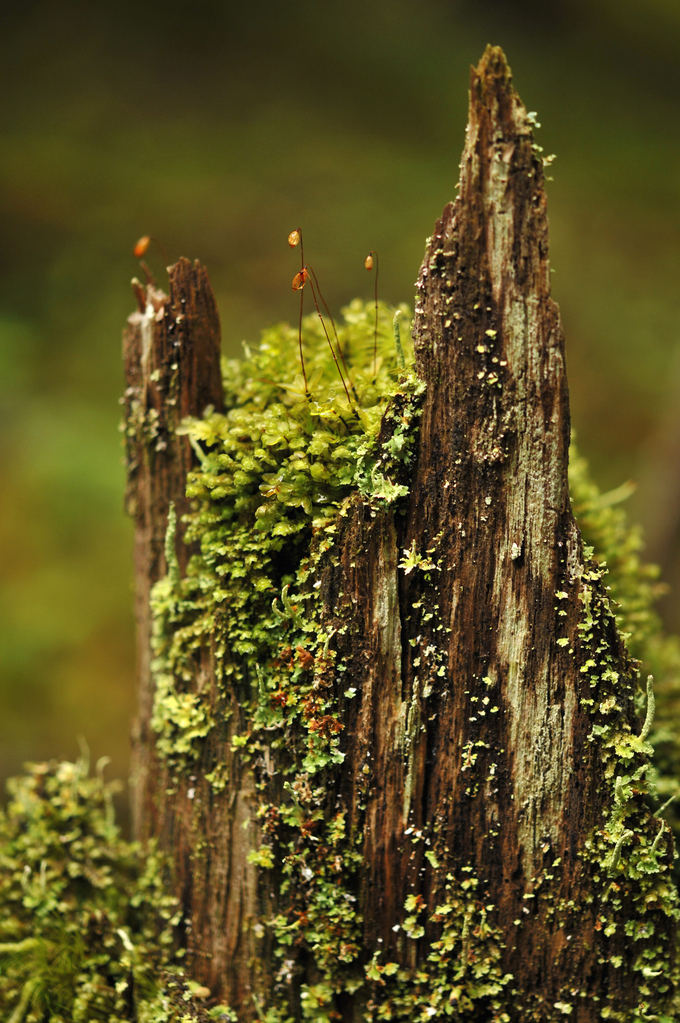 Green lichens and mosses grow up old, weathered bark on a stump.