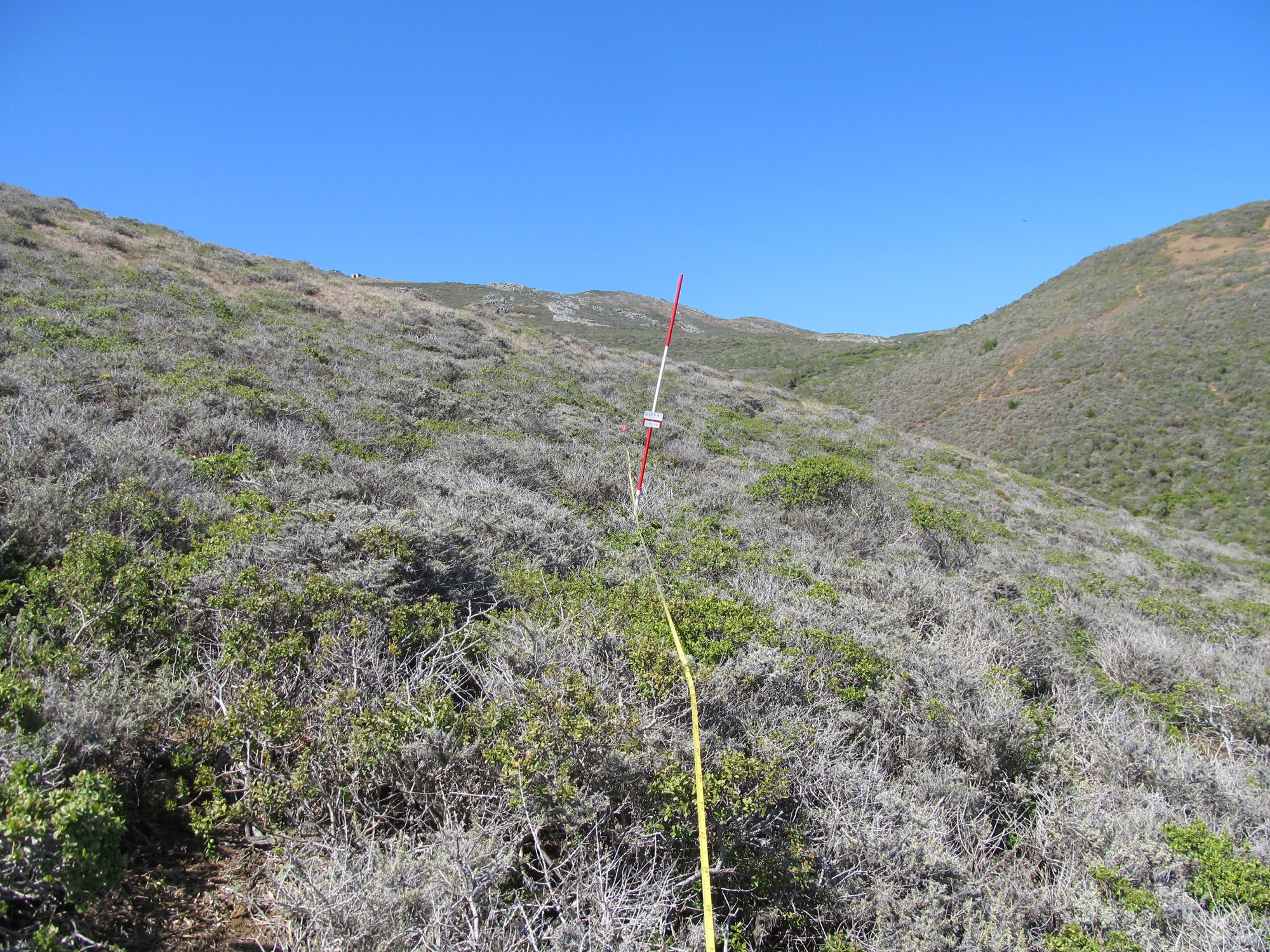 Eye-level view from the center point of a plant community monitoring plot
