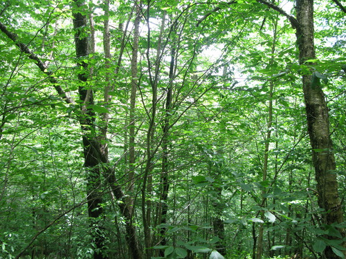 GRSM Accuracy Assessment. Plot Code: GRSM_AA_0097_3