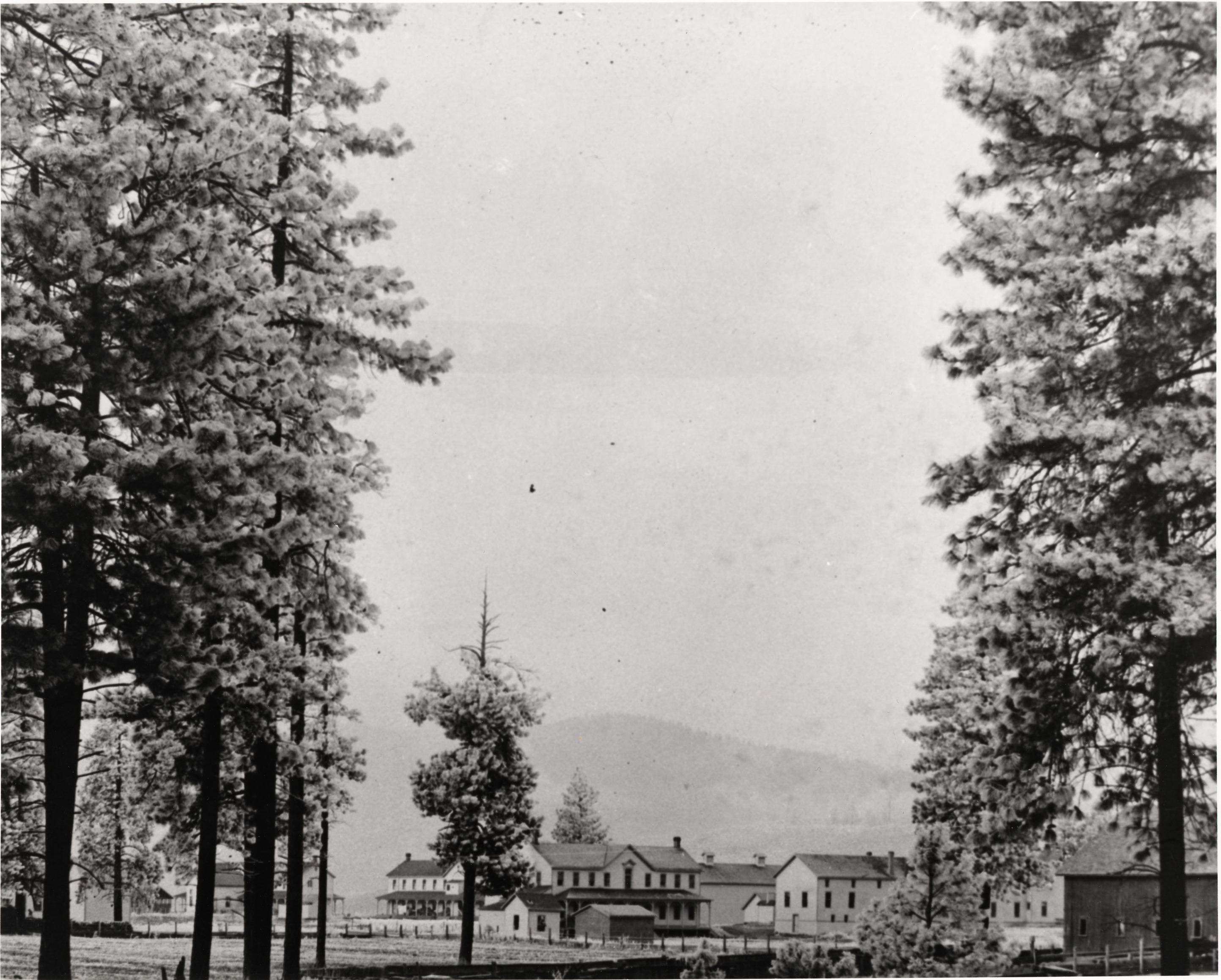 Black and white photograph of several wooden buildings viewed through tall pine tress