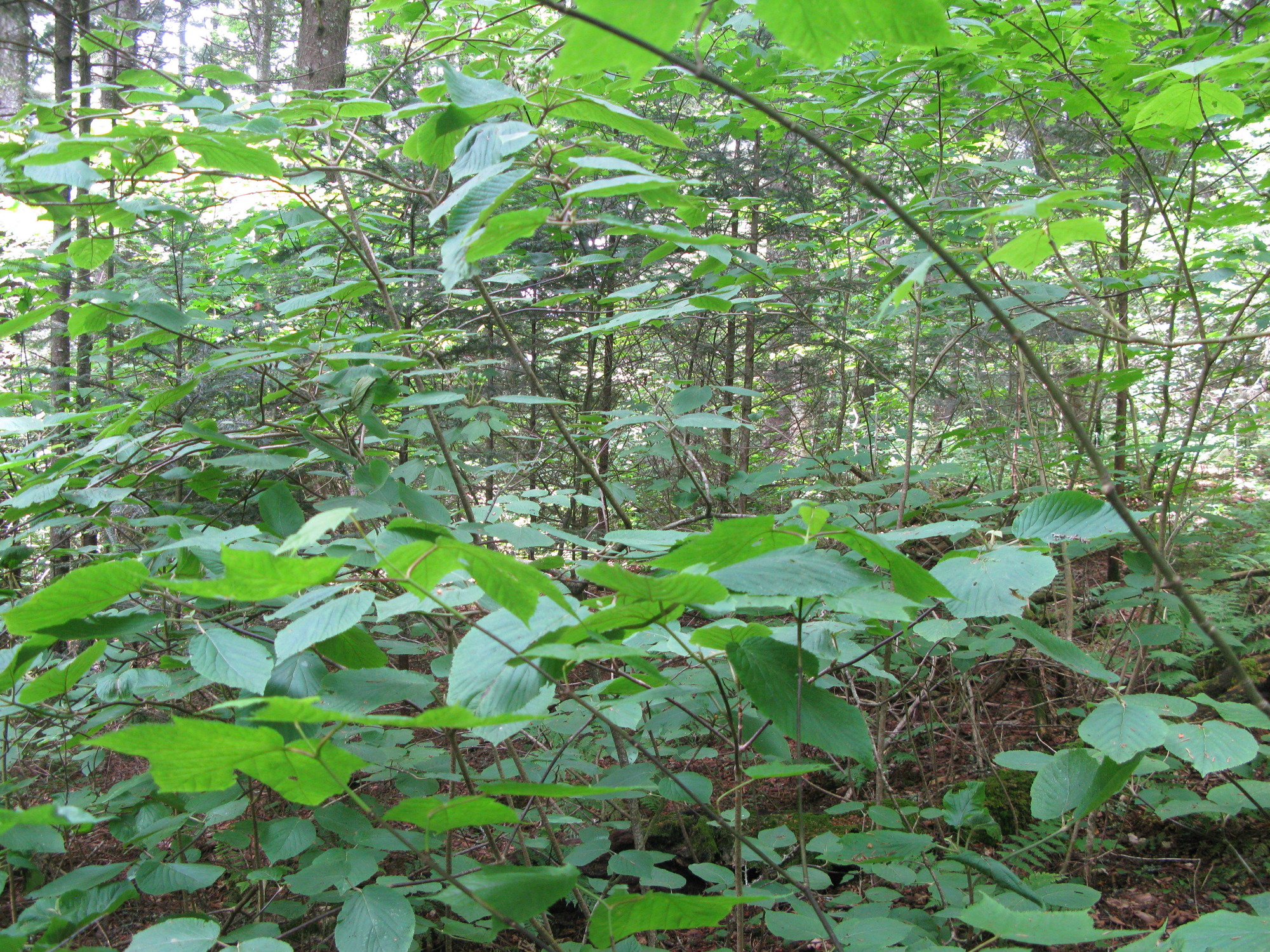 GRSM Accuracy Assessment. Plot Code: GRSM_AA_0013_2