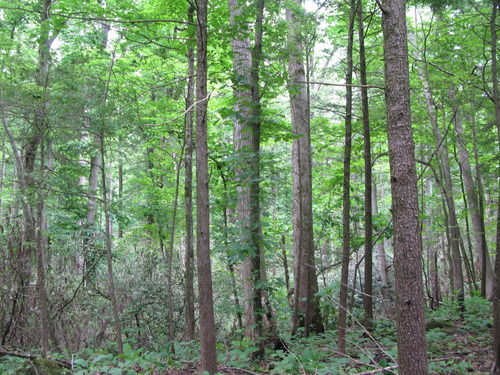 GRSM Accuracy Assessment. Plot Code: GRSM_AA_0378