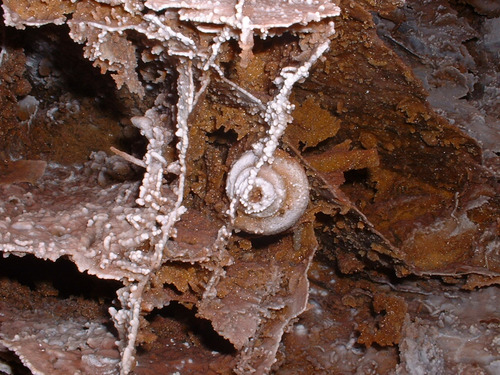 A fossil snail shell within thin sheets of cave boxwork, formed from minerals that crystallized along planes in the rock and were left behind after the rock dissolved. The shell is coiled in a low spiral shape.