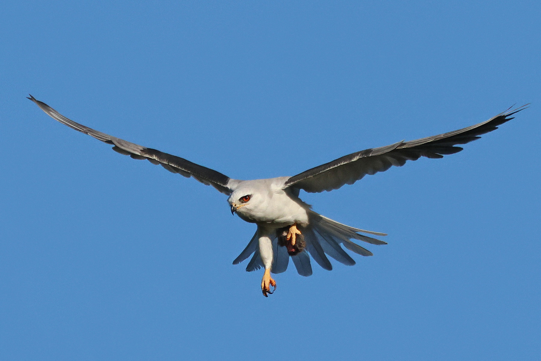 White raptor with red eyes and gray upper wings flying almost towards the camera with its wings forming a shallow "V" and a small rodent in one of its talons.